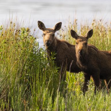 Elge i Lille Vildmose